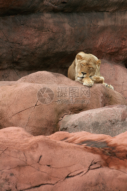 沉睡的狮子女性母狮水平睡眠爪子动物园岩石晶须眼睛图片