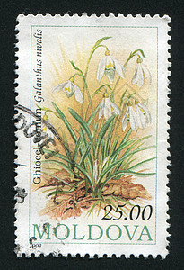 邮票生物学集邮邮资热带邮戳花蕾植物信封植物群邮件图片