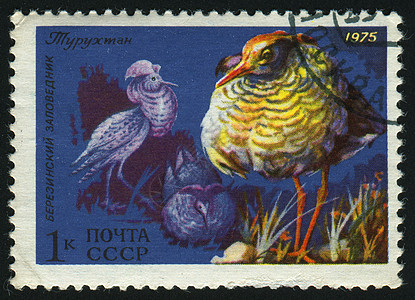 邮票地址尾巴集邮邮政公园野生动物邮件邮局信封鸟类图片
