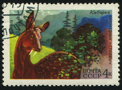邮票动物群象形集邮外套树木卡片骡子邮局收集牛角图片