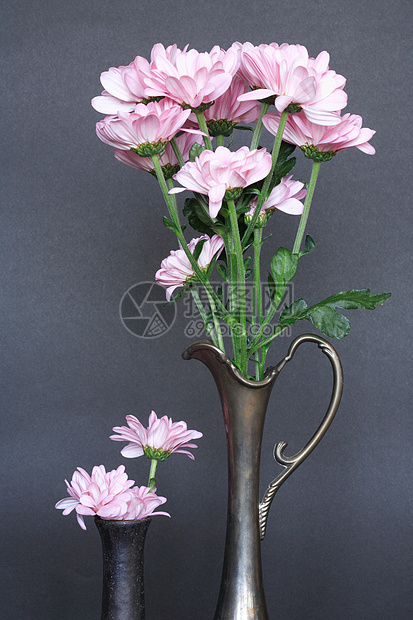 花瓶粉色植物宏观菊花家居骨质子花束雏菊花头紫色图片