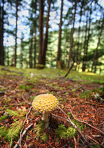 Kitsumkalum省公园巨型蘑菇旅行公园风景旅游景点图片