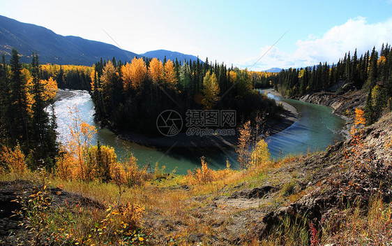 不列颠哥伦比亚省北部河的秋色场景旅行森林植物树叶树干丘陵蓝天树木水平图片