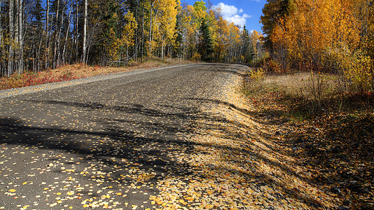 不列颠哥伦比亚省北部公路上的秋叶风景落叶树叶水平灌木丛植物蓝天场景松树旅行图片