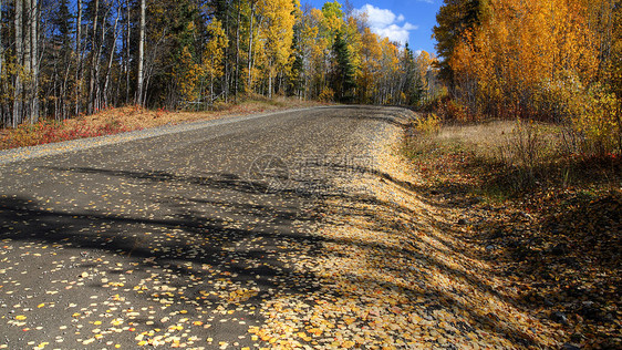 不列颠哥伦比亚省北部公路上的秋叶风景落叶树叶水平灌木丛植物蓝天场景松树旅行图片