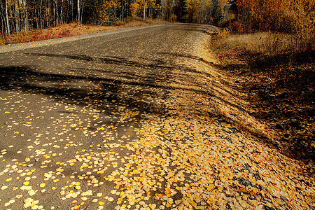不列颠哥伦比亚省北部公路上的秋叶灌木丛水平树叶树干落叶场景树木植物旅行风景图片