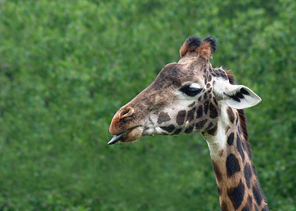 Giraffe 舌背景鼻子毛皮眼睛眼皮耳朵私产头发绿色舌头图片