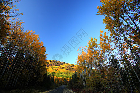 不列颠哥伦比亚省北部公路上的秋色场景灌木丛水平树木树干丘陵旅行松树蓝天落叶图片