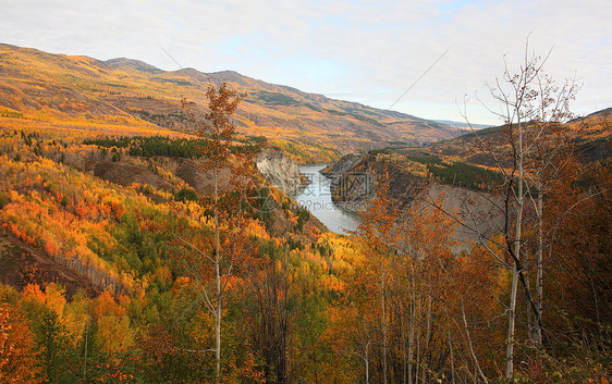 不列颠哥伦比亚北部Stikine河大峡谷风景海岸山坡水平森林丘陵场景山脉灌木丛松树图片