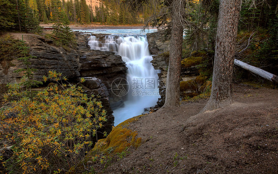 艾伯塔州贾斯珀国家公园阿塔巴斯卡瀑布风景树木颜色松树场景岩石水平斯卡瀑布旅行图片