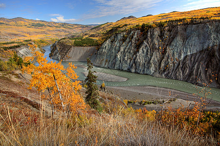 北不列颠哥伦比亚省Stikine河的秋色衬套场景森林山坡岩石树叶松树植物观光丘陵图片