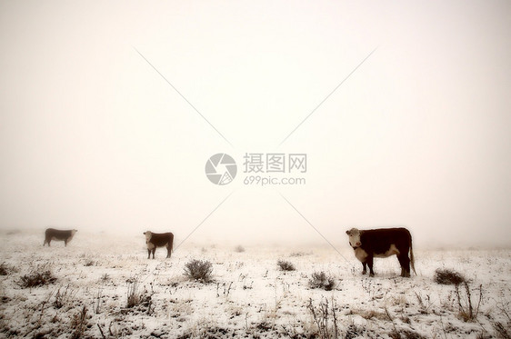 冬季牧场的牛牛乡村农场冰雾农村场地旅行场景牛肉水平产业图片