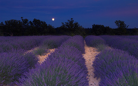 普罗旺斯的紫色田地 在月光下图片