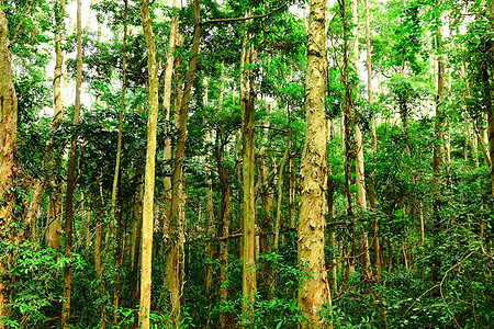 森林雨林树干热带荒野叶子神话公园丛林阳光墙纸图片