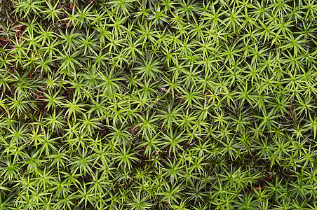 单位数叶子宏观树叶苔藓植物微孔生长苔藓状绿色图片