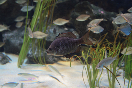 黑色冲浪鲈鱼海洋生物水生生物海上生活图片