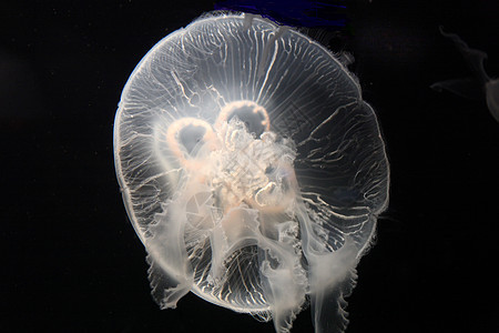 月球水母海蜇海上生活海洋生物图片