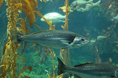 游戏鱼海藻林海上生活海洋生物学校图片