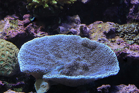 大陆架珊瑚背景图片