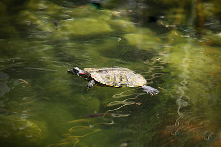 红耳滑板海龟物种池塘水生生物生活滑块爬虫图片