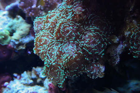 海葵海葵珊瑚礁水生生物海上生活海洋生物宏观图片