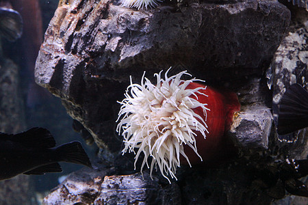 海葵白色海葵海洋生物触手海上生活水生生物图片