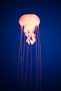 水母鱼海洋学海上生活水生生物海洋生物海蜇图片