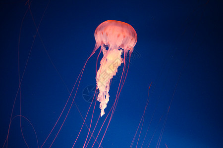 水母鱼海洋学海上生活水生生物海蜇海洋生物图片