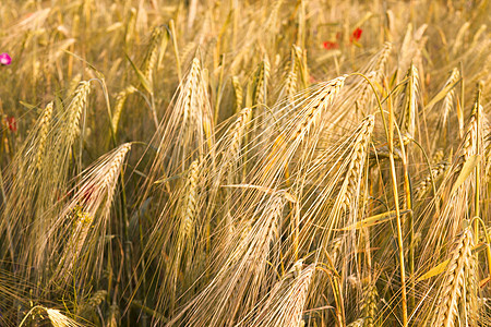 外地国家生长土地金子农田稻草环境粮食生产耳朵图片