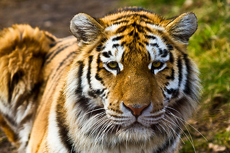 老虎橙子猎物野生动物毛皮野猫打猎猎人食肉头发条纹图片