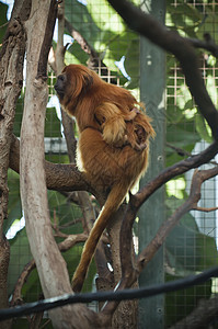 狮子塔马林猴子和几周的婴儿图片