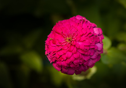 菊花宏观真相花瓣绿色草本植物热带粉色白色妈妈图片