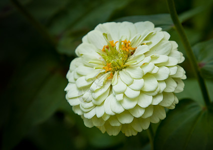 白菊花真相白色植物群阴影妈妈草本植物宏观热带黑与白花瓣背景图片