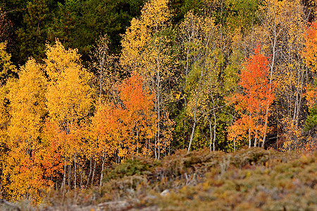 不列颠哥伦比亚省山坡上的秋色树图片