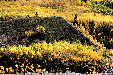不列颠哥伦比亚省秋季彩色树场景丘陵松树水平观光植物旅行树叶风景森林图片