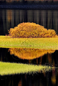 秋季水反射森林灌木丛变色水生植物树叶松树水域旅行风景反思图片