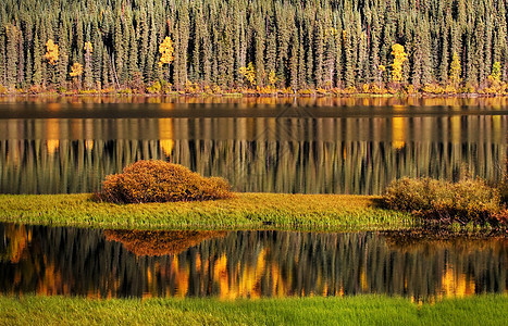 秋季水反射风景水域水生植物树叶森林反思松树灌木丛水平旅行图片