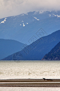 不列颠哥伦比亚省海岸山区上空的低云剪影风景多云浮木阴霾丘陵旅行森林山脉阴影图片