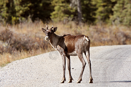 不列颠哥伦比亚省阿拉斯加公路沿线的伍德兰Caribou动物荒野驯鹿男性哺乳动物栖息地野生动物水平奶牛风景图片