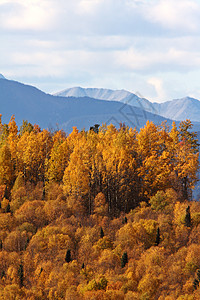 不列颠哥伦比亚省山区秋季森林丘陵多云场景风景山脉旅行松树山峰树叶图片