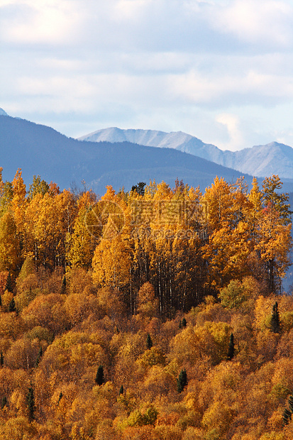 不列颠哥伦比亚省山区秋季森林丘陵多云场景风景山脉旅行松树山峰树叶图片