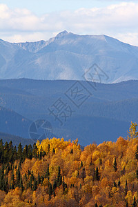 不列颠哥伦比亚省山区秋季丘陵旅行树叶阴霾多云松树风景山峰森林树木图片