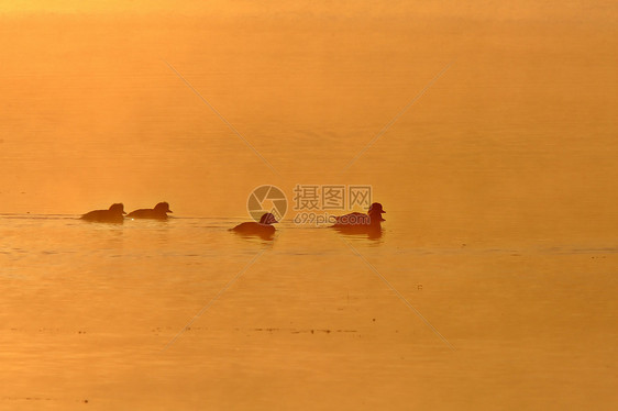 日落时在池塘中鸭子植物群大草原水禽场景泥沼动物群风景水平图片