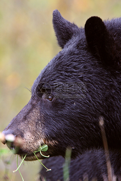 不列颠哥伦比亚省高速公路沿线的黑熊野生动物食草育肥动物动物群哺乳动物毛皮昆虫食肉图片