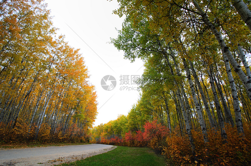 Meadow湖公园萨斯喀彻温省秋木图片