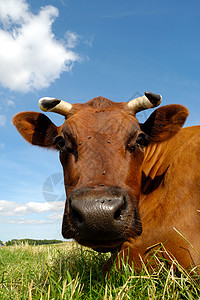 奶牛蓝色场地农业哺乳动物动物生活牛奶农村国家牧场图片