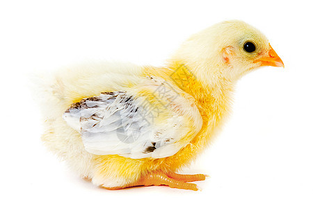 鸡宝宝家畜新生小鸡宠物母鸡农场翅膀婴儿动物生长背景图片