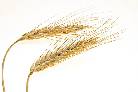 小麦白麦谷物玉米营养农业种子黄色植物宏观食物收获图片