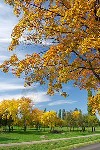 秋季生活胡同场地公园场景叶子风景木头橙子树叶背景图片