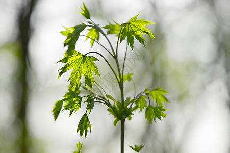 工厂花园树叶植物学生活衬套绿色活力绿色植物生长叶子图片